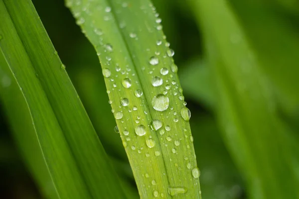 Green leaf with raindrops