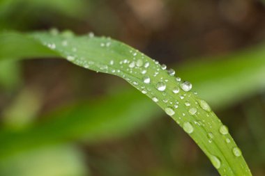 Yağmur damlaları ile yeşil dikdörtgen yaprak