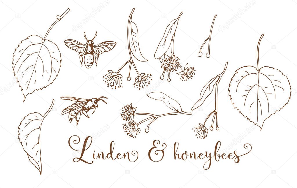 Collection of hand drawing linden & honeybees