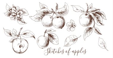 Elma yaprakları ile çizimler