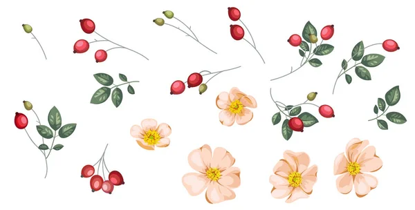 ローズヒップの花とベリーのセット — ストックベクタ