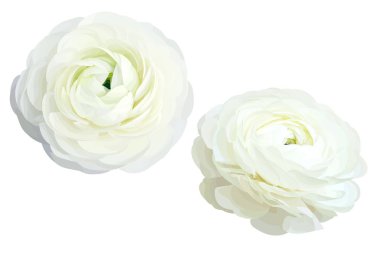 2 beyaz vektör Düğünçiçeği