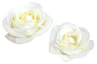 2 beyaz vektör gül