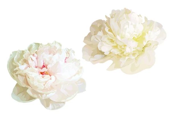Білі Квіти Півонії — стоковий вектор