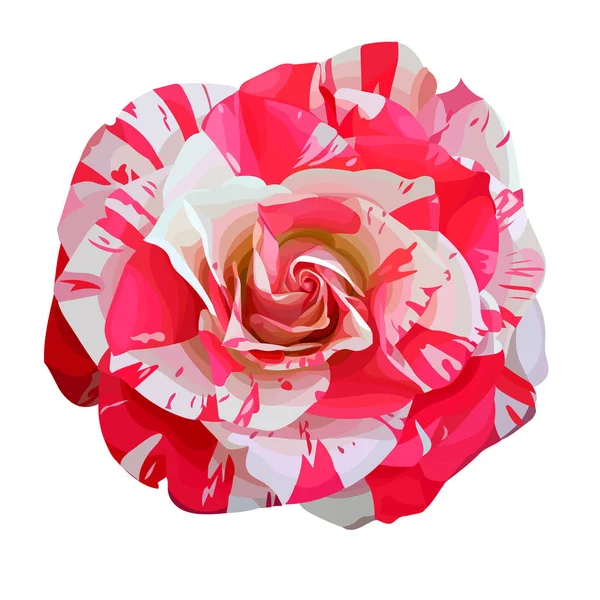 美丽的孤立条纹玫瑰 — 图库矢量图片