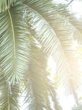 tropikal arka plan avuç içi ile