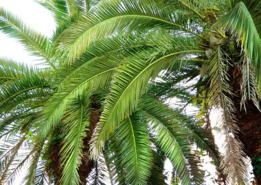 tropikal arka plan avuç içi ile