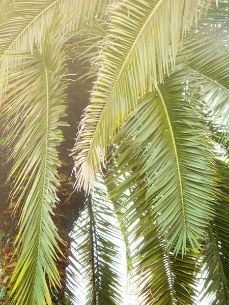 Tropical background with palms — Stock Photo, Image