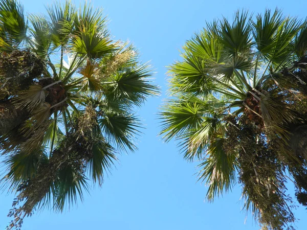 棕榈树与热带背景 — 图库照片