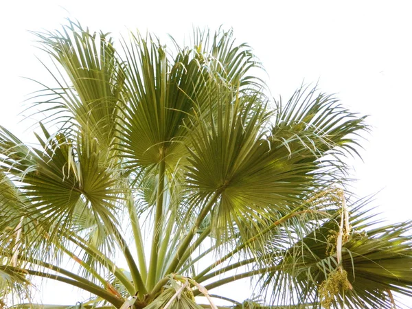 Tropical background with palms — Stock Photo, Image