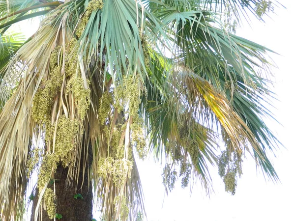 棕榈树与热带背景 — 图库照片