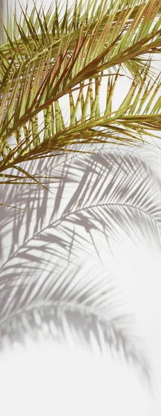 Tropical background with palms — Stock Photo, Image