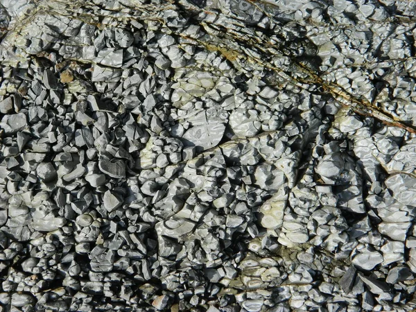 Fondo Piedra Neutra Con Arañazos — Foto de Stock