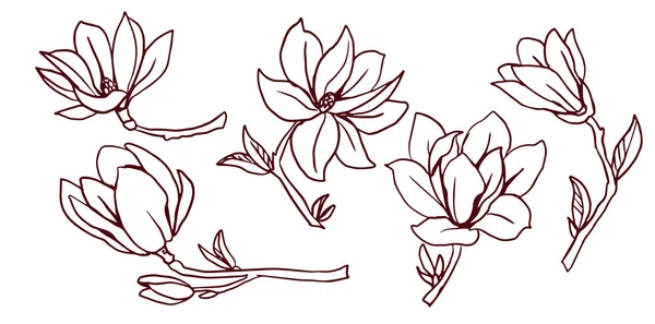 Set van bloeiende Magnolia's. Lineart — Stockvector