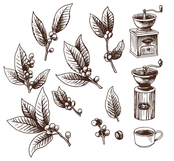 Aantal koffie planten, koffiemolen en cup — Stockvector