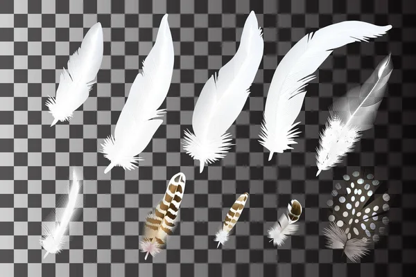 Set of realistic feathers — Stock Vector