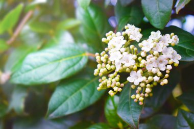 Bahar arka plan ile çiçek şube