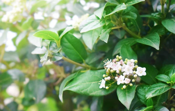 Fondo primavera con ramo fiorito — Foto Stock