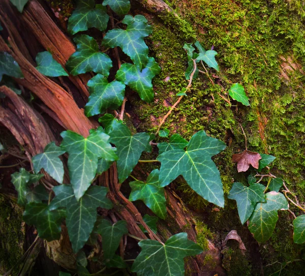 Wooden background with ivy — Stock Photo, Image