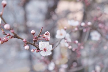 Çiçek açan kiraz ile arka plan bulanık