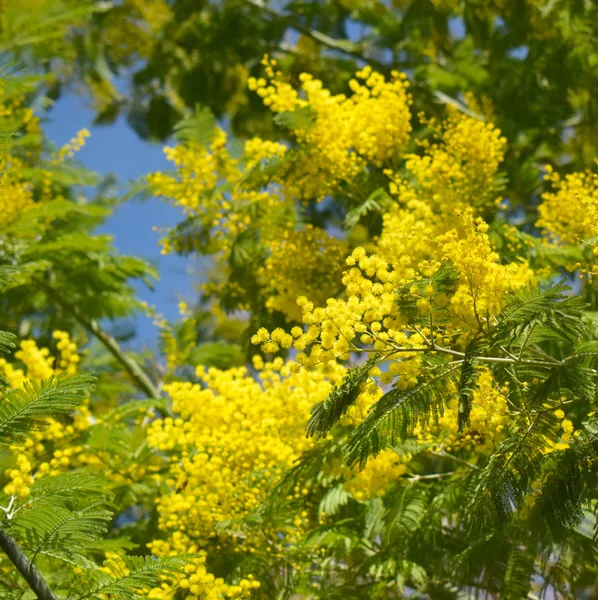 Fondo primavera con mimosa — Foto Stock