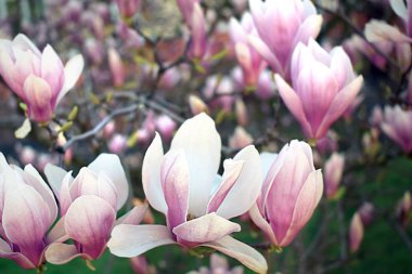 Bahar arka plan ile Manolya