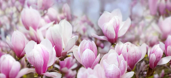 Fondo de primavera con magnolias — Foto de Stock