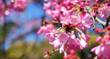 Güzel pembe çiçek dalı