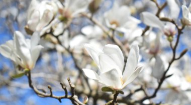 Güneşli bir gün çiçek açan Japon Manolya