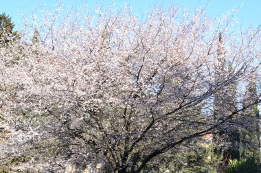 İhale çiçek açan erik ağacı