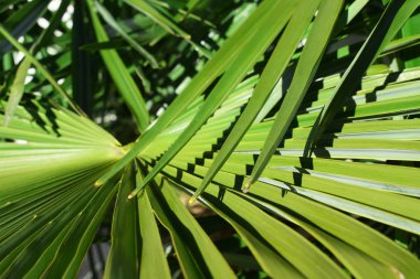 Palmiye yaprakları kapatmak