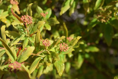 Çiğ Bahar üzerinde bırakır