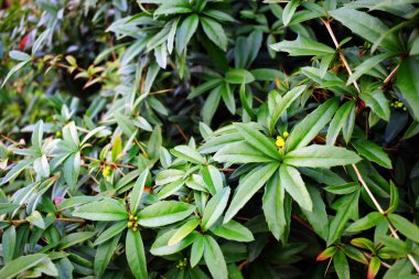 Güzel arka plan bitki örtüsü ile