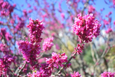 Bahar arka plan mavi gökyüzü üzerinde pembe çiçek açan ağaç