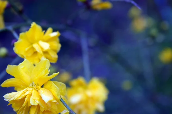 Φόντο με κίτρινα λουλούδια — Φωτογραφία Αρχείου