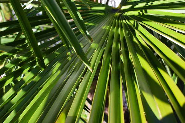Close up palm leaves — Stock Photo, Image