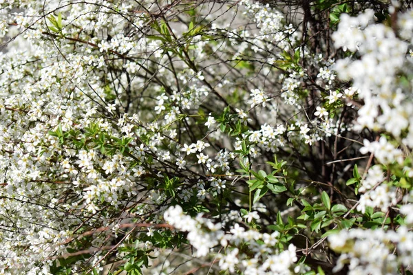 Fehér apró virágok tavaszi bokor — Stock Fotó