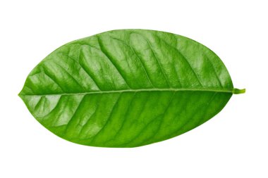 İzole limon yaprağı kapatın