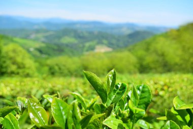 Dağ arka planda çay yaprakları