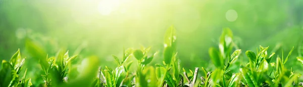 Tea Plantation Sunny Morning — Stock Photo, Image