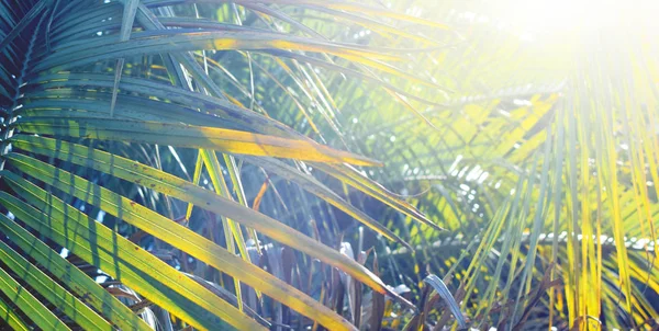 Fundo Tropical Com Folhas Palma — Fotografia de Stock