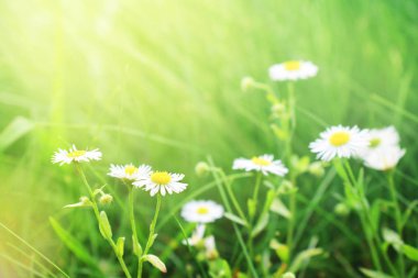  Daysies ile bulanık güzel arka plan