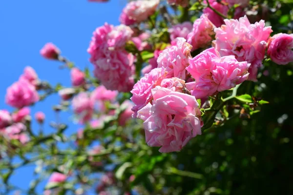 Όμορφα Ροζ Τριαντάφυλλα Στο Γαλάζιο Του Ουρανού — Φωτογραφία Αρχείου