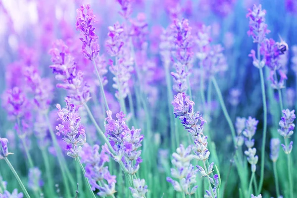 Blurred beautiful background with lavender