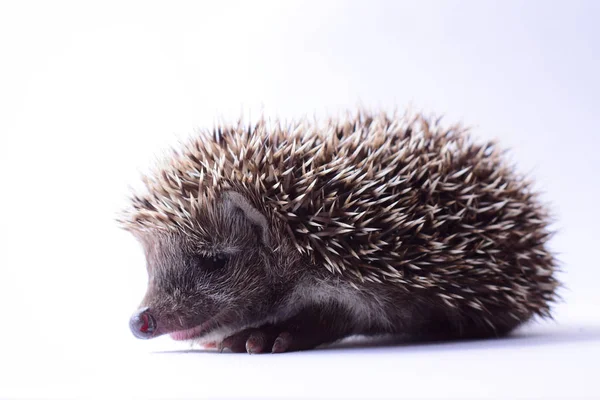 Niedlicher Kleiner Igel Auf Weißem Hintergrund Nahaufnahme — Stockfoto