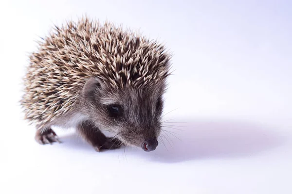 Cute Little Jeż Białym Tle Zbliżenie — Zdjęcie stockowe