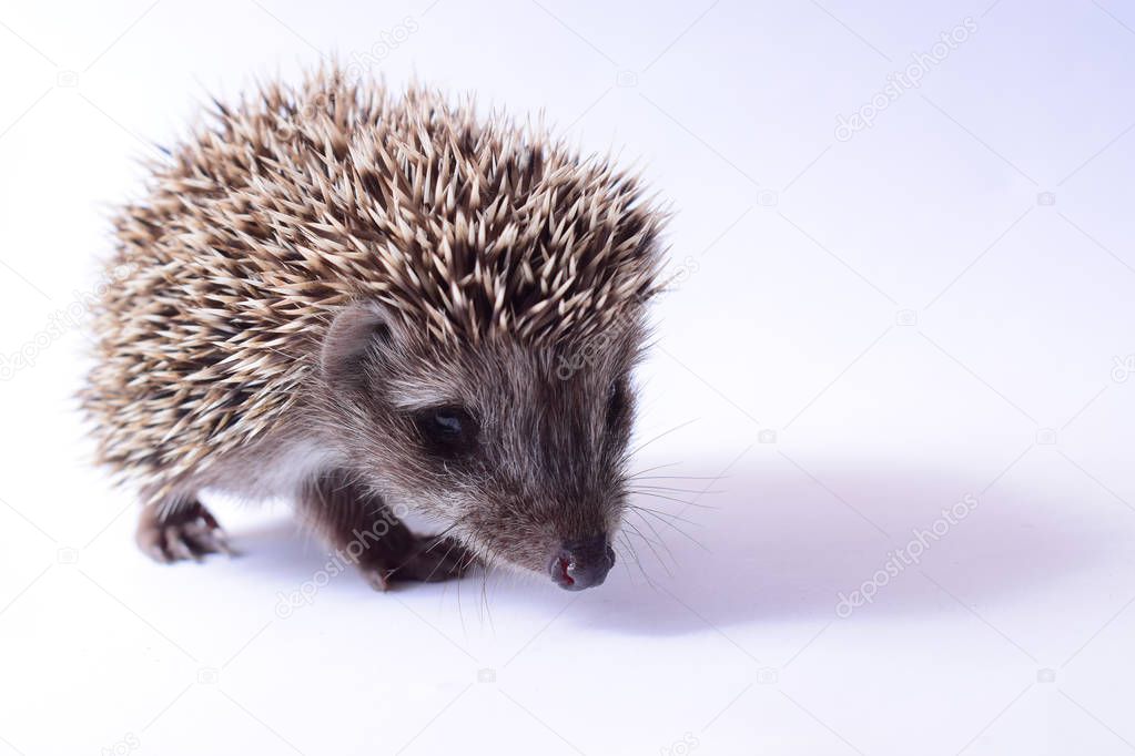 Cute little hedgehog on white background. Close up