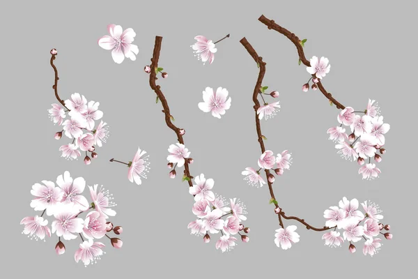 Conjunto de ramas de sakura florecientes — Vector de stock