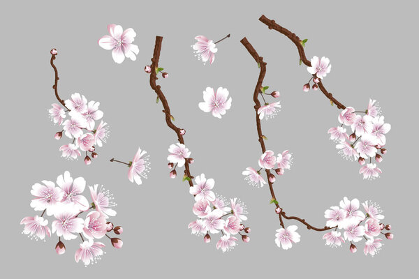 Set of blooming sakura branches