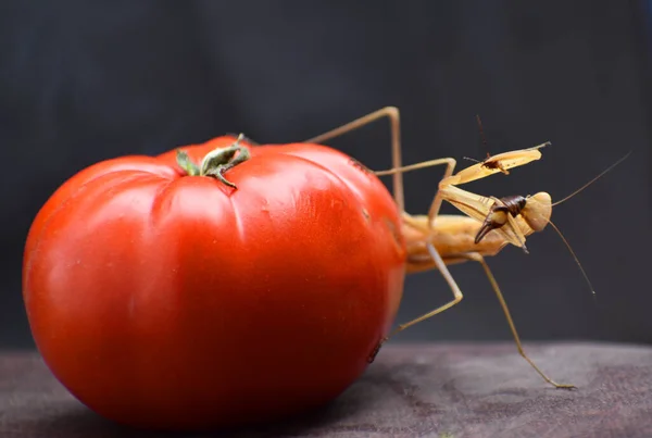 Peygamberdevesi avlanmak için domatesin üzerinde rahat bir yer seçti.